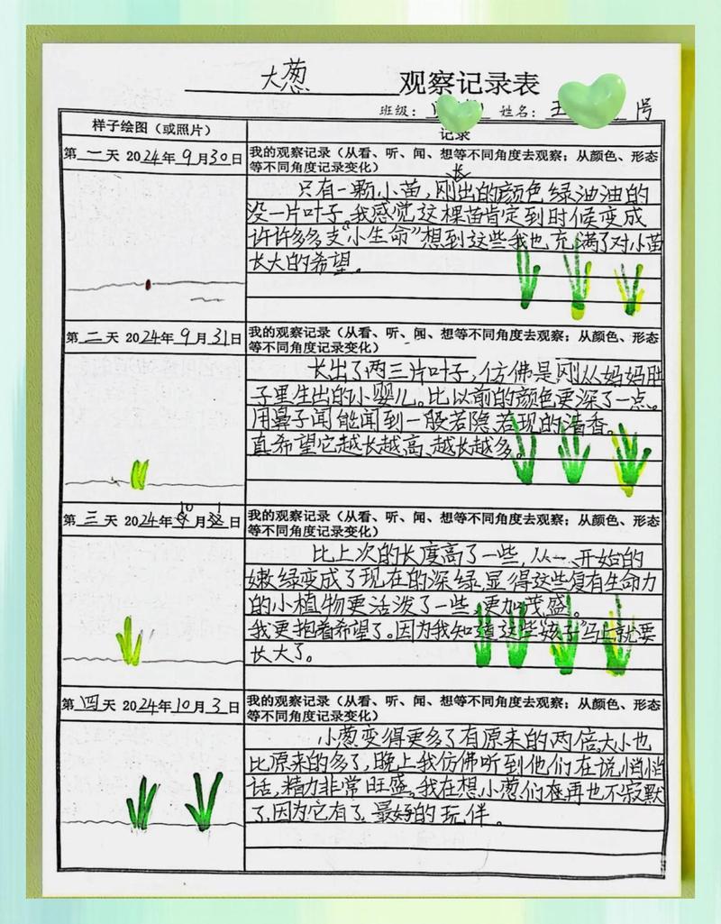 儿童阳台盆栽种葱观察记录
