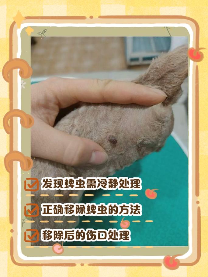 宠物身上正确拔除蜱虫操作示意图