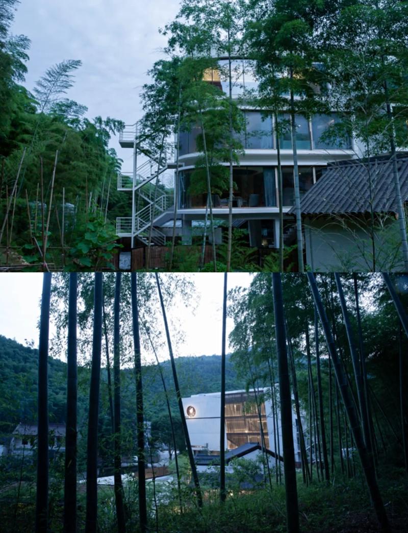 浙西山坳毛竹林旁的白色庭院民宿