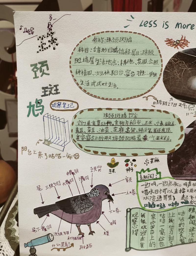 初中生进行湿地公园鸟类观测记录