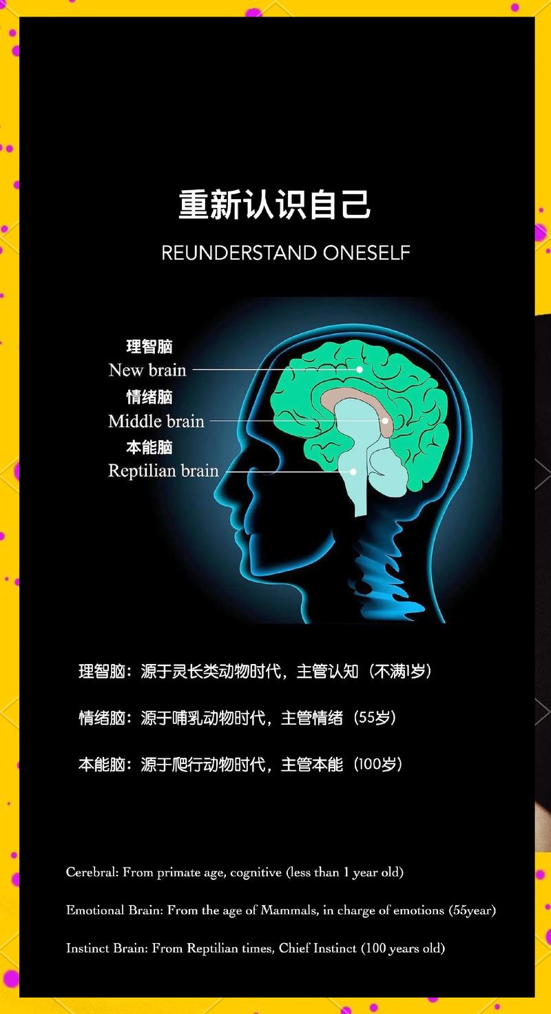 人类大脑情绪和理性决策反应速度对比图