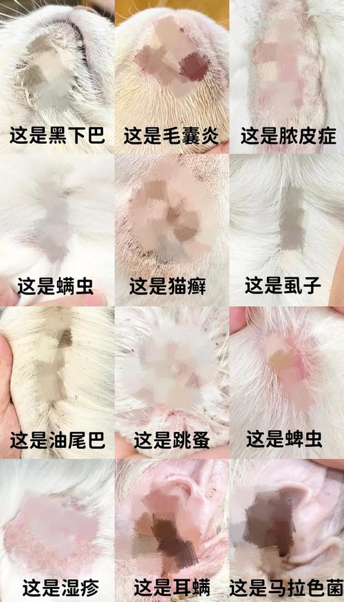 猫咪黑下巴毛囊炎毛囊结构示意图