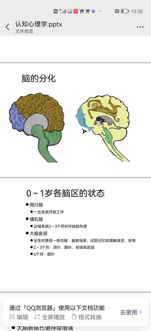 儿童大脑视觉皮层发育阶段示意图