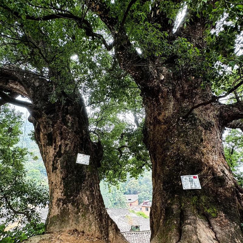 终点:松庄村的黄昏与老樟树