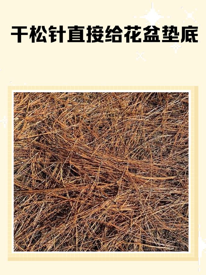 松针:一束倔强的绿,藏着森林的呼吸-因为所以