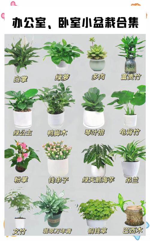 小型绿植的装修心机：不骗你，家里没几盆真亏了