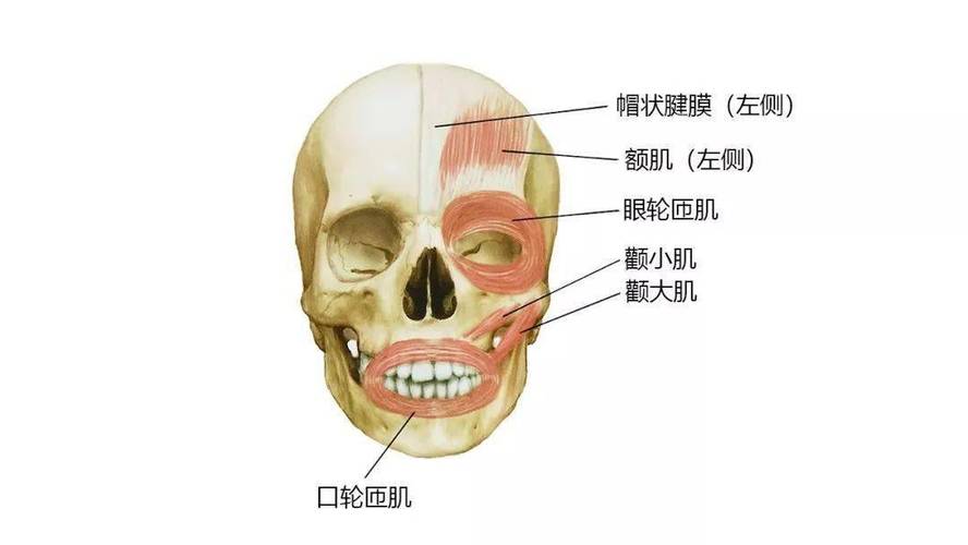 数字人面部肌肉层解剖结构建模示意图