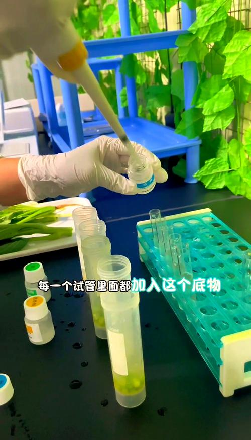 生物传感器快速检测蔬菜农残操作示意图