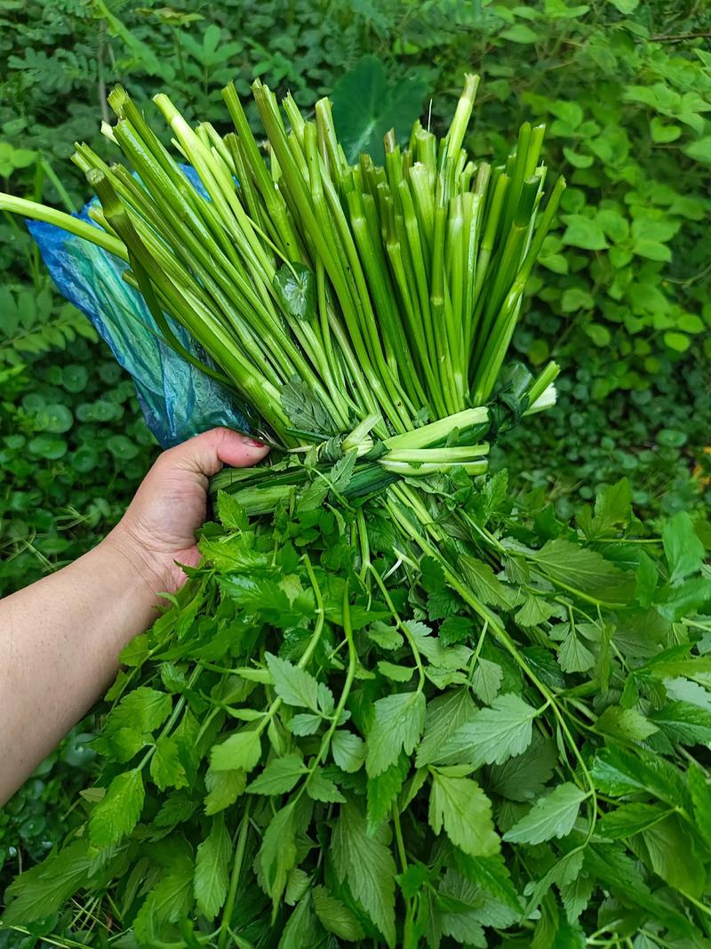 无锡南禅寺早市水芹菜