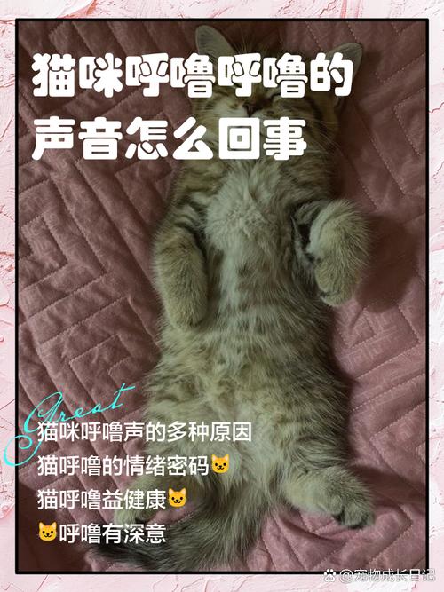 当你家猫呼噜时,它在想什么?