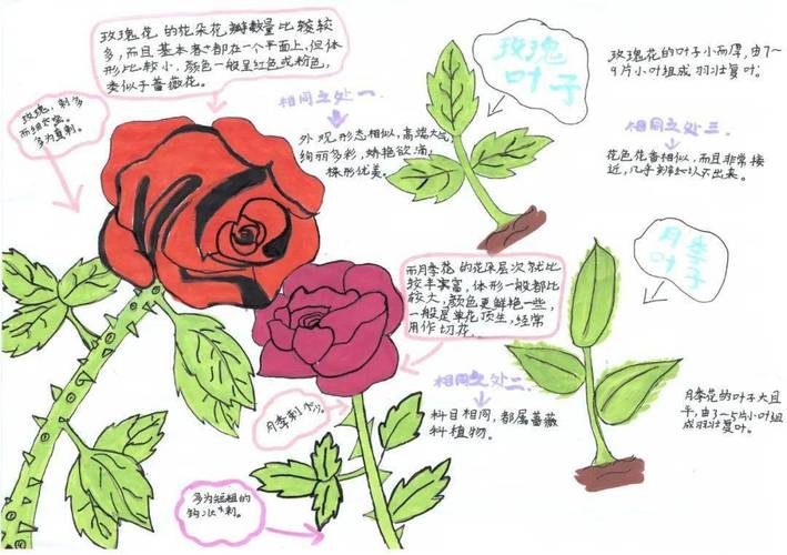 小学生手绘月季生长对比观测笔记