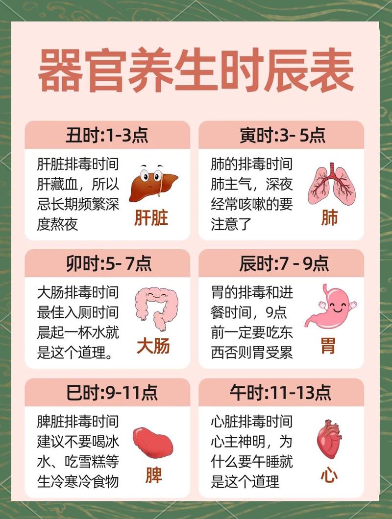 人体肠胃生物钟作息示意图