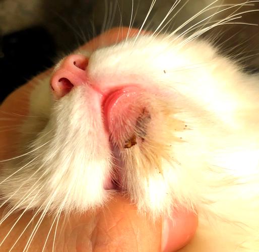 猫咪严重黑下巴脓包病灶实拍图