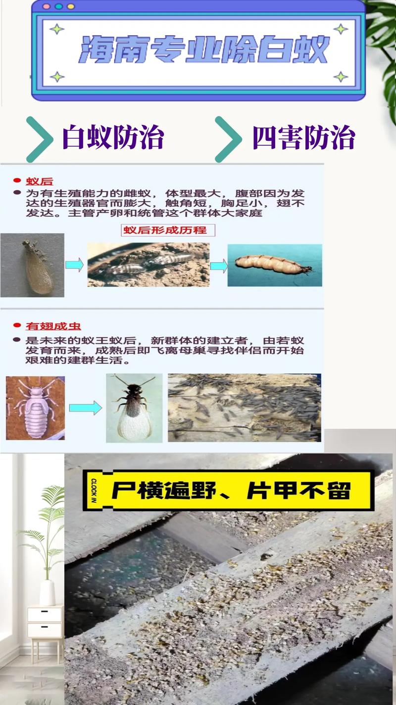 白蚁防治侵权纠纷证据留存清单示意图