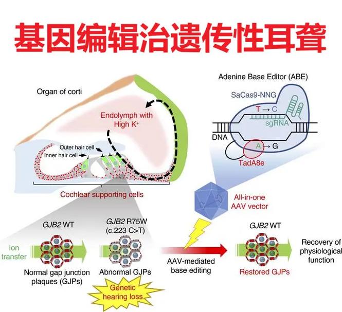 基因编辑治疗耳聋给药示意图