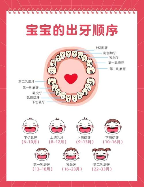 别盯着顺序了，出牙期这些事才是重点