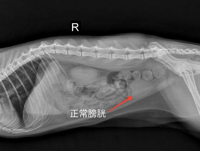 宠物医院猫尿闭膀胱X光片实拍