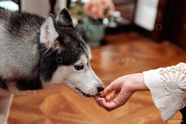 主人正确给完成指令的狗狗喂零食奖励图