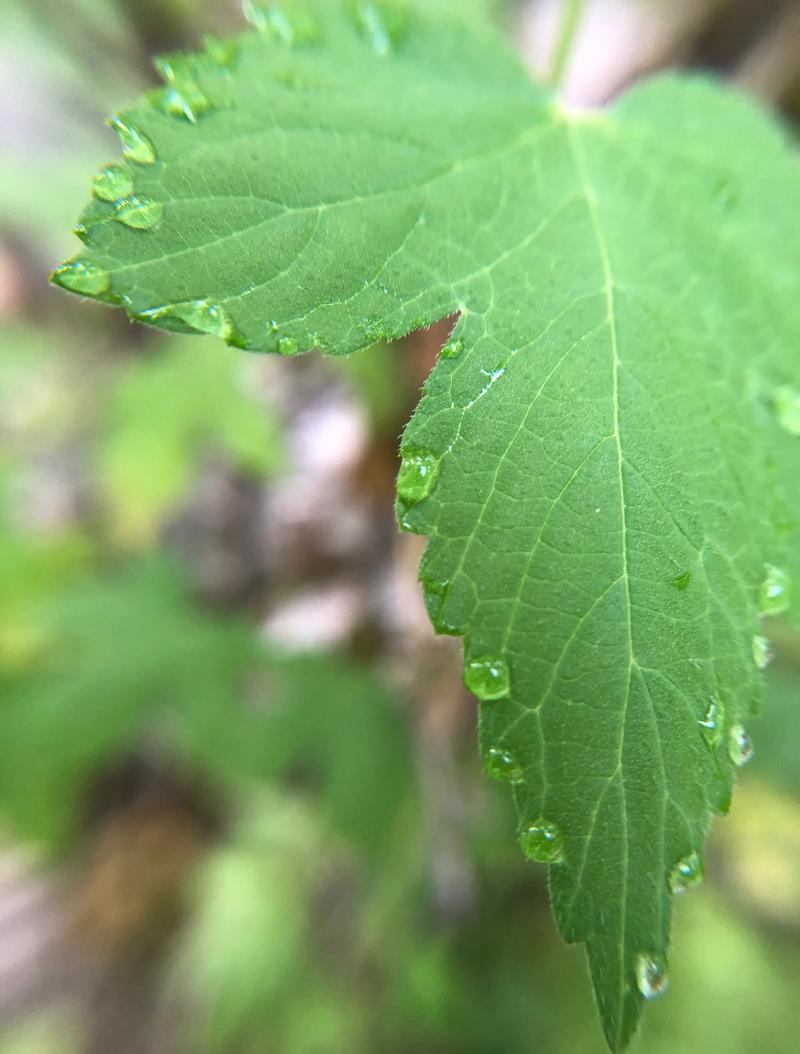 往叶子上喷水,根本不是你想的那样