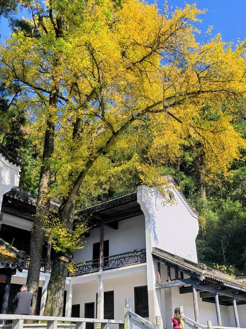 衡山南岳大庙红墙银杏秋景