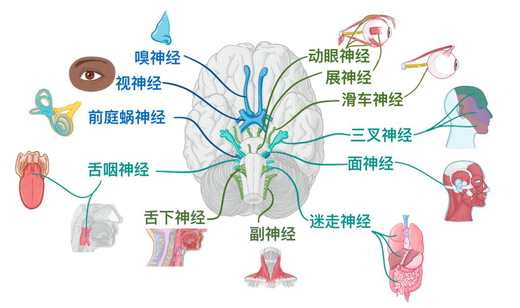 归纳学习大脑神经通路模式识别示意图
