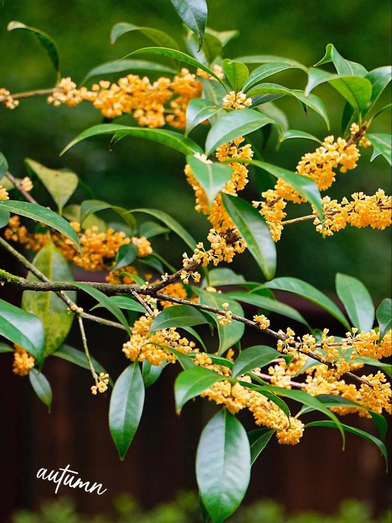 中国茶叶博物馆桂花树