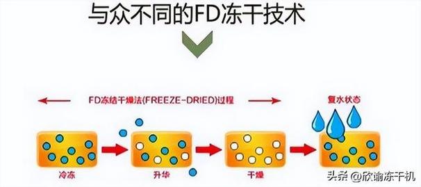 冻干工艺:一场温度与压力的精准博弈