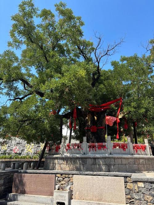 湖北南漳九集镇老街古槐树树荫