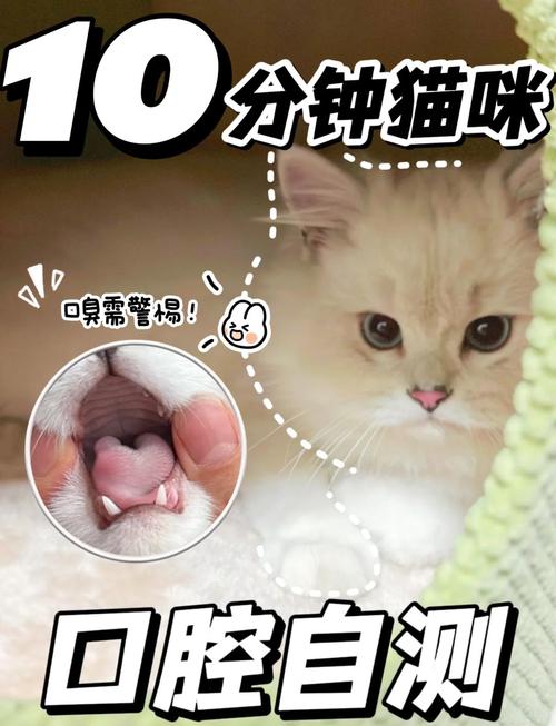 宠物兽医给猫咪做口腔检查排查挑食原因
