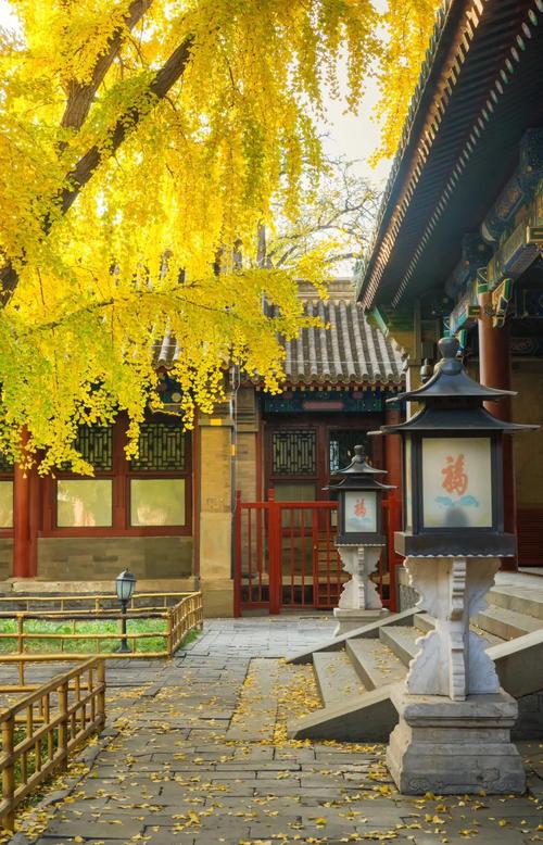 北京恭王府后花园银杏秋景实拍