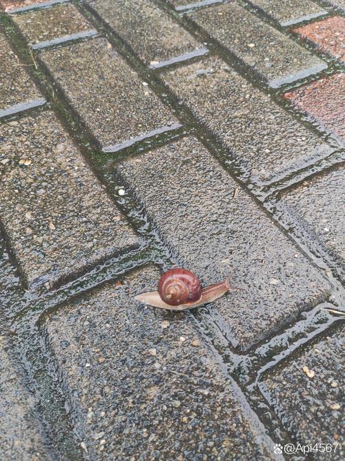 老墙砖缝爬满蜗牛雨后特写