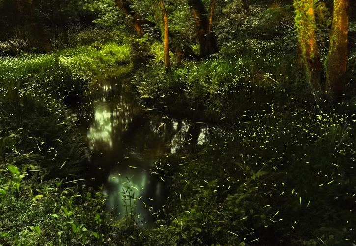 萤火虫栖息地湿地水洼生态图