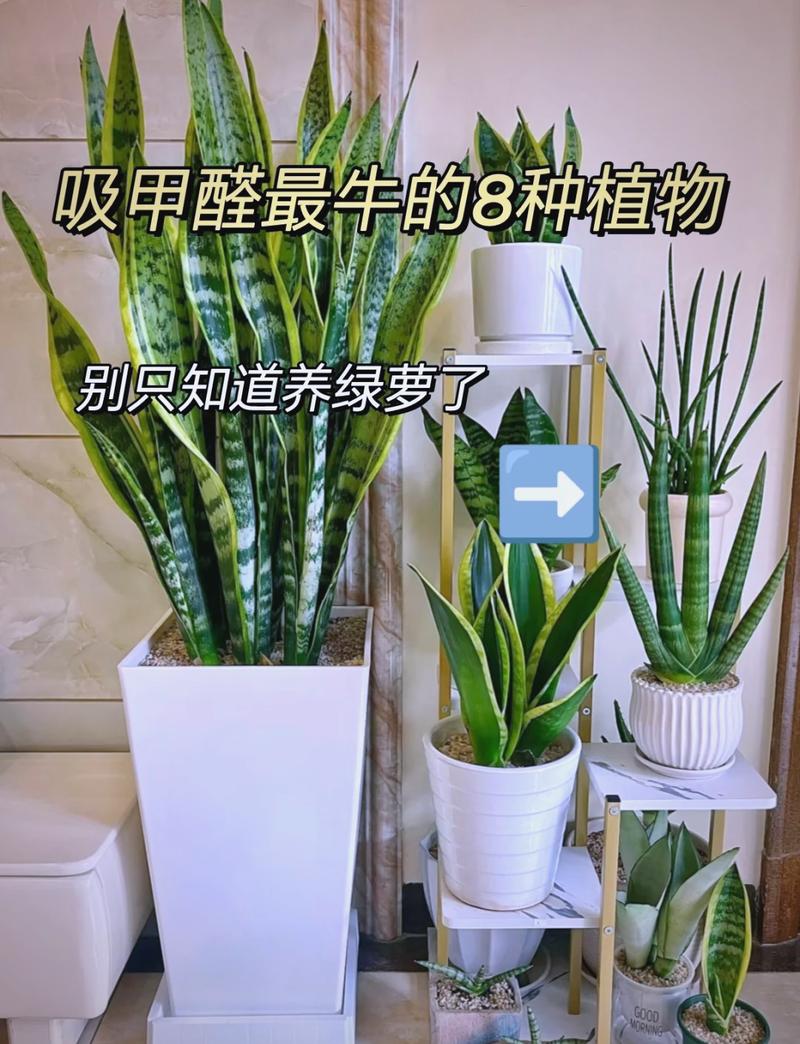 问:用绿植能去除氨气吗?效果如何?