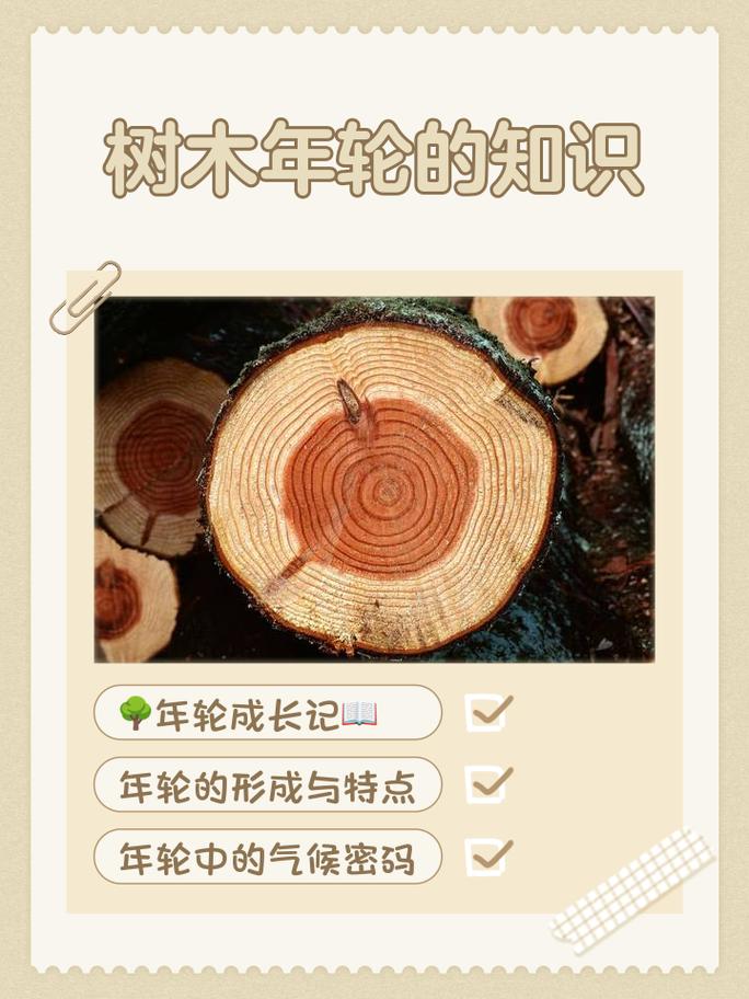 年轮里的韧性:别让“速生林思维”毁了中国制造
