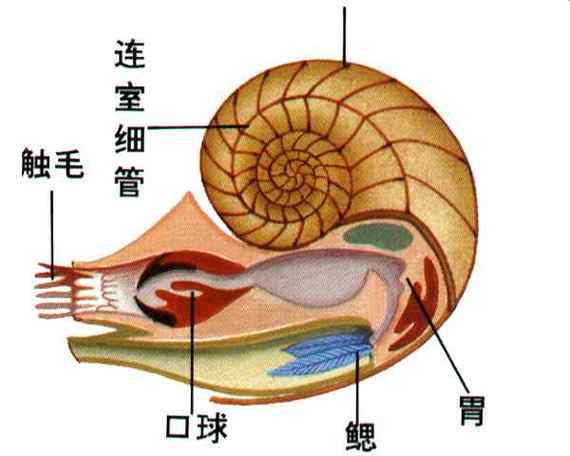 贝壳:自然造物的精密工厂,我们连抄袭都困难-因为所以