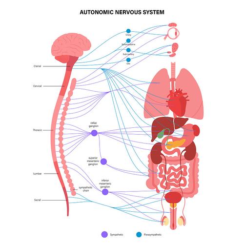 brain lazy system 1 vs system 2 illustration