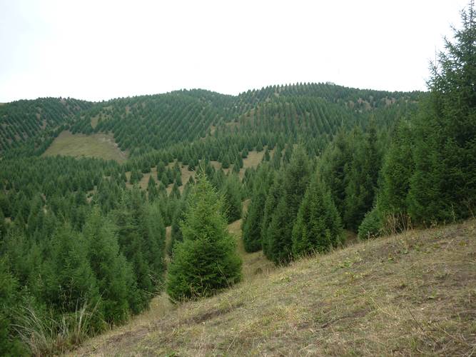 老牌工厂后山员工种植的杉树林