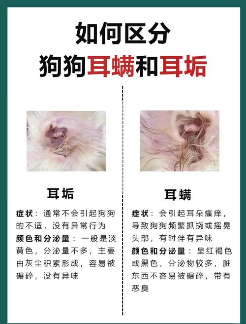 狗狗正常耳垢与炎症耳垢对比实拍图