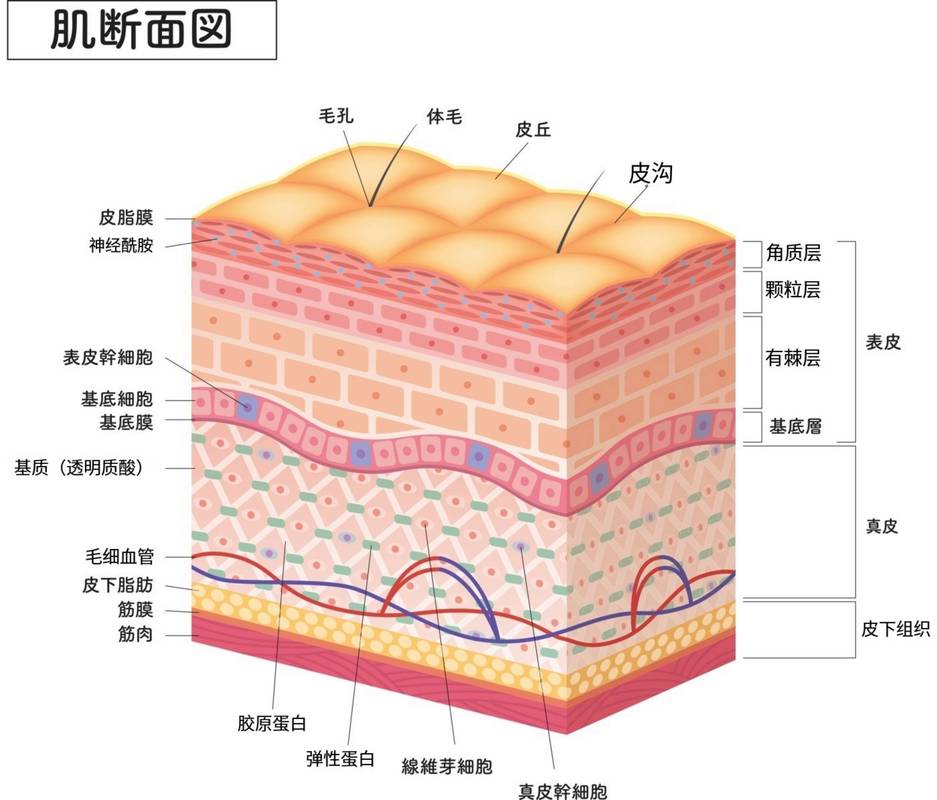 过度清洁破坏皮肤屏障示意图