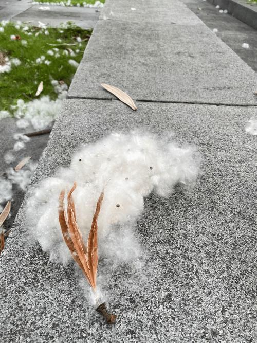 阳台暴晒的棉花被 表面落着梧桐絮