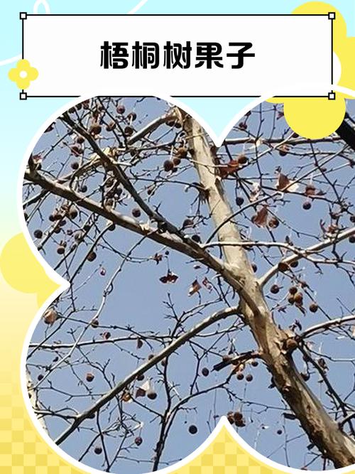 小区围墙根被风吹歪结了果的老梧桐树