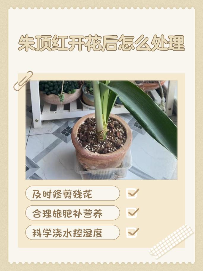 二阶段：开花别怕，继续压制