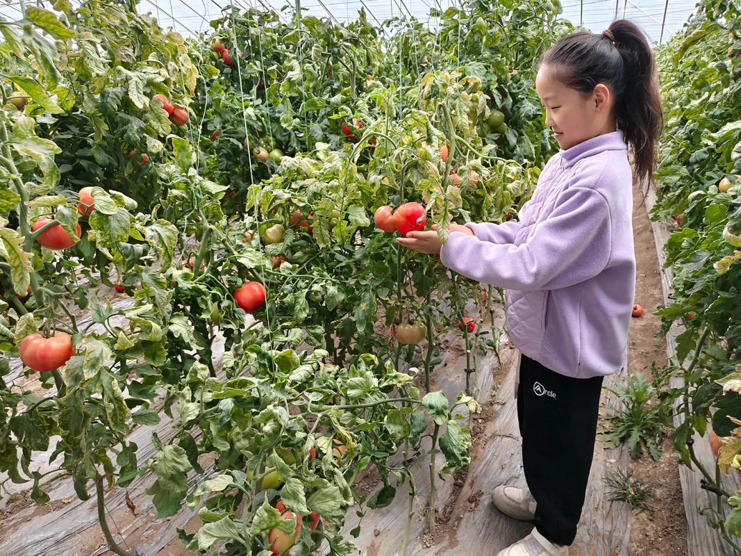 农场体验活动儿童在大棚里摘番茄