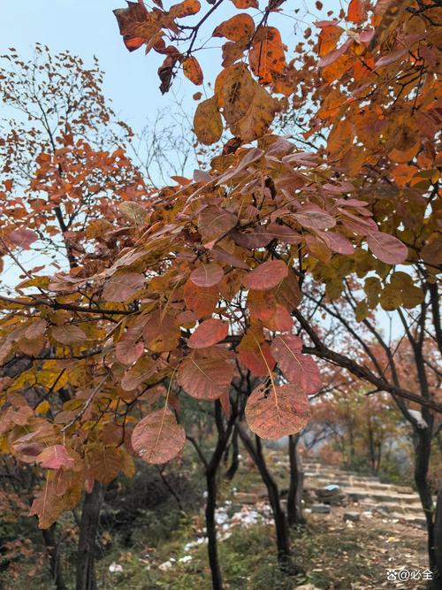 东山村黄栌林红叶