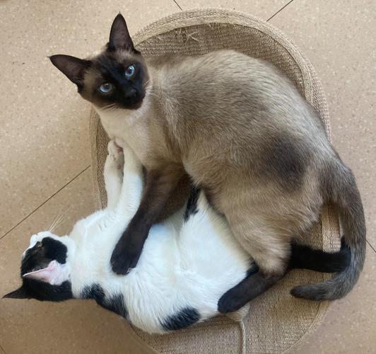 猫咪领地标记气味位置分布图