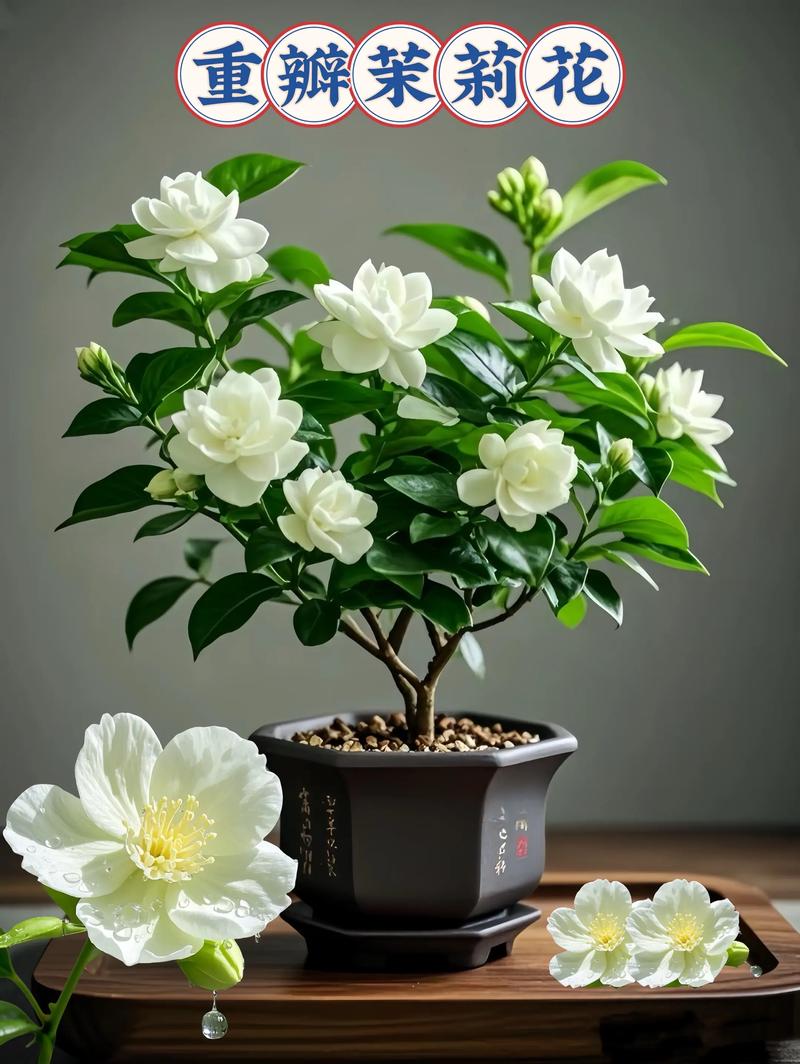 重瓣茉莉花雄蕊雌蕊细节特写