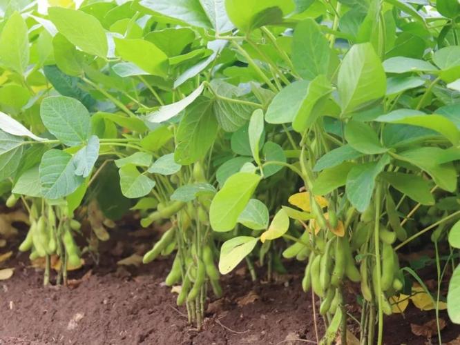 农田里刚拔起的毛豆植株，豆荚密集挂满枝干