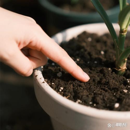 开花盆栽手指检测土壤湿度实拍