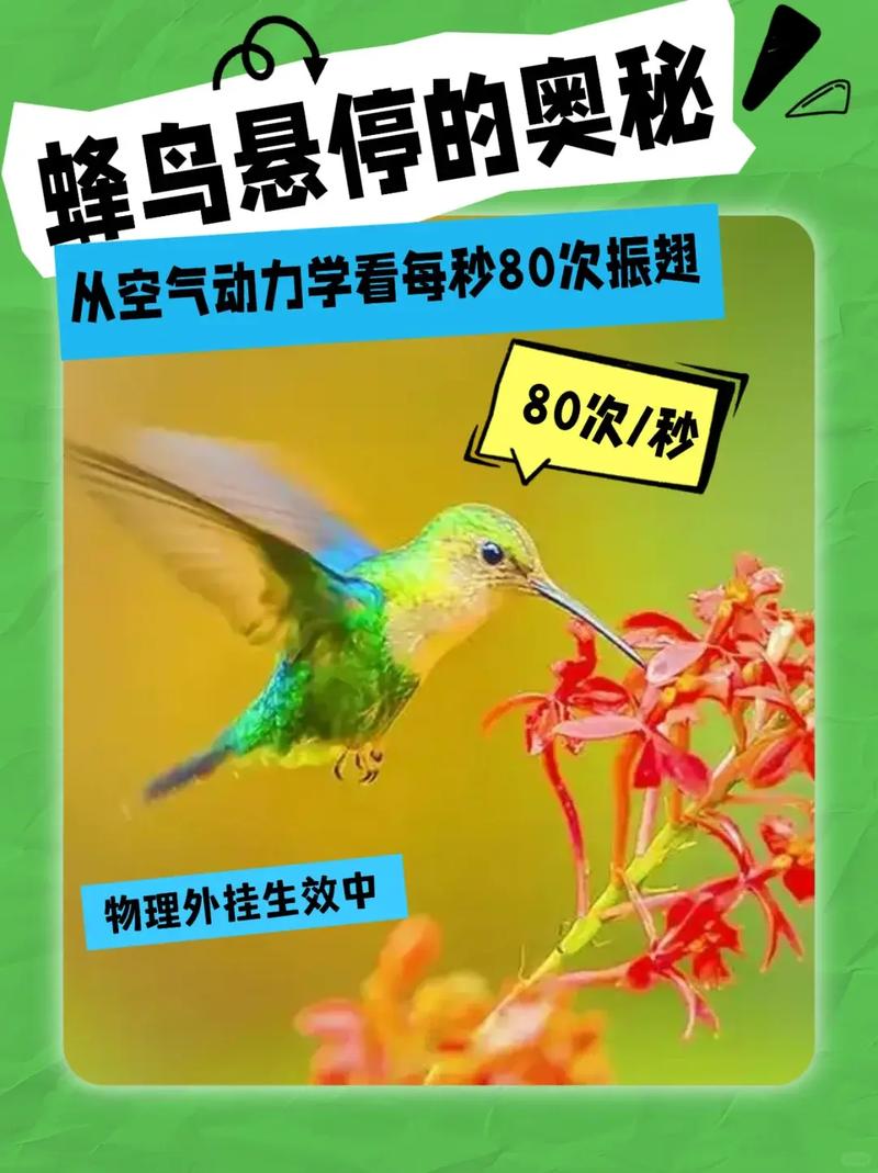 蜂鸟：那个把自己活成悖论的小东西-因为所以