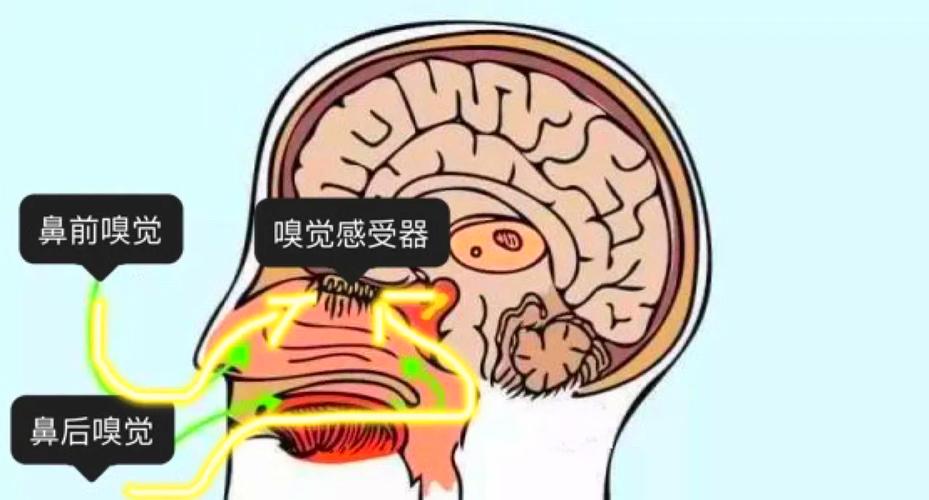 咖啡品鉴鼻后嗅觉示意图